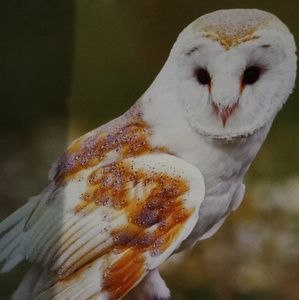 Meet your Posher, Herman